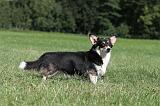 CORGI PEMBROKE 373